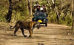 Royal Bengal tiger spotted during wildlife safari in Rajaji National Park near Rishikesh